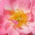 Roza - Pokrovne vrtnice - Easy Cover®